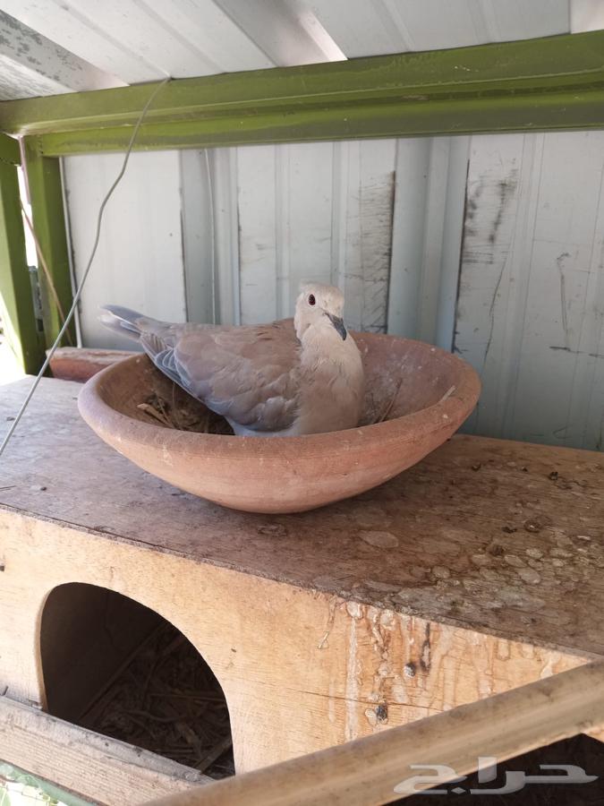 حمام قميري للبيع منتج64499647523586113