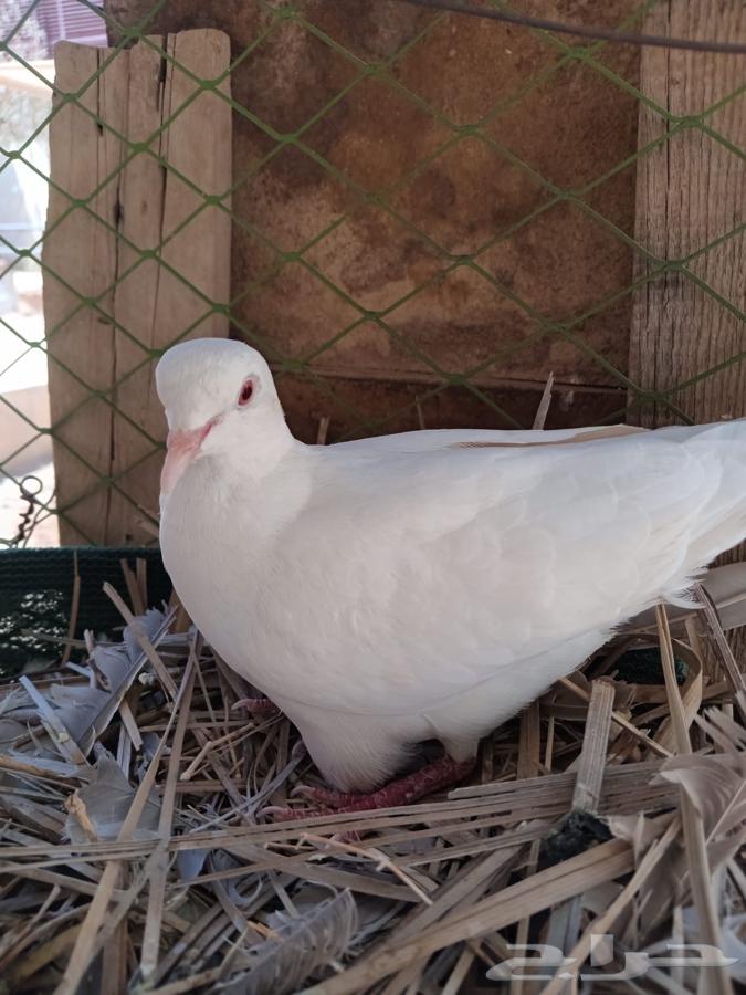 حمام قميري للبيع منتج64499647523586110