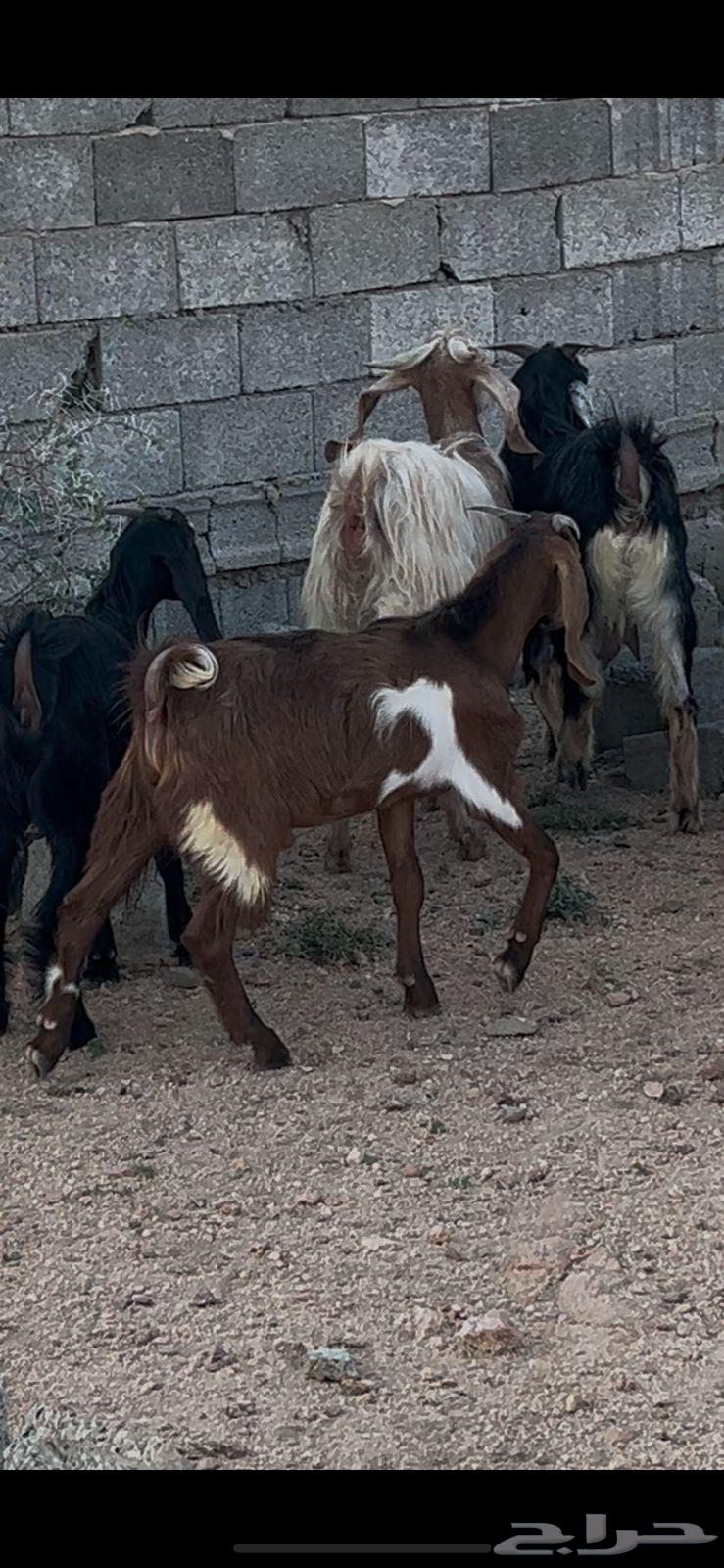 Goats for sale aged from 6 months to 7 months64497331286657111