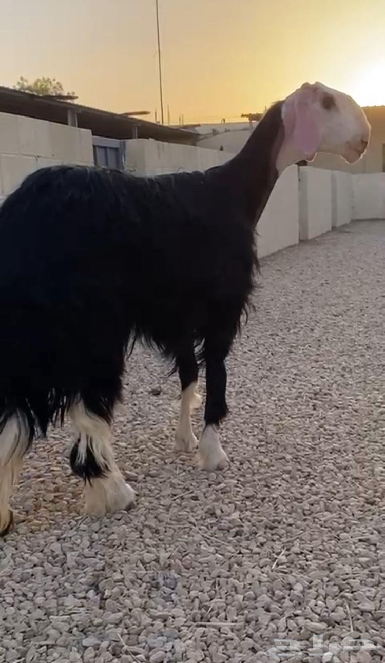 نجدية صنف السن جذعة للبيع64501451207170114