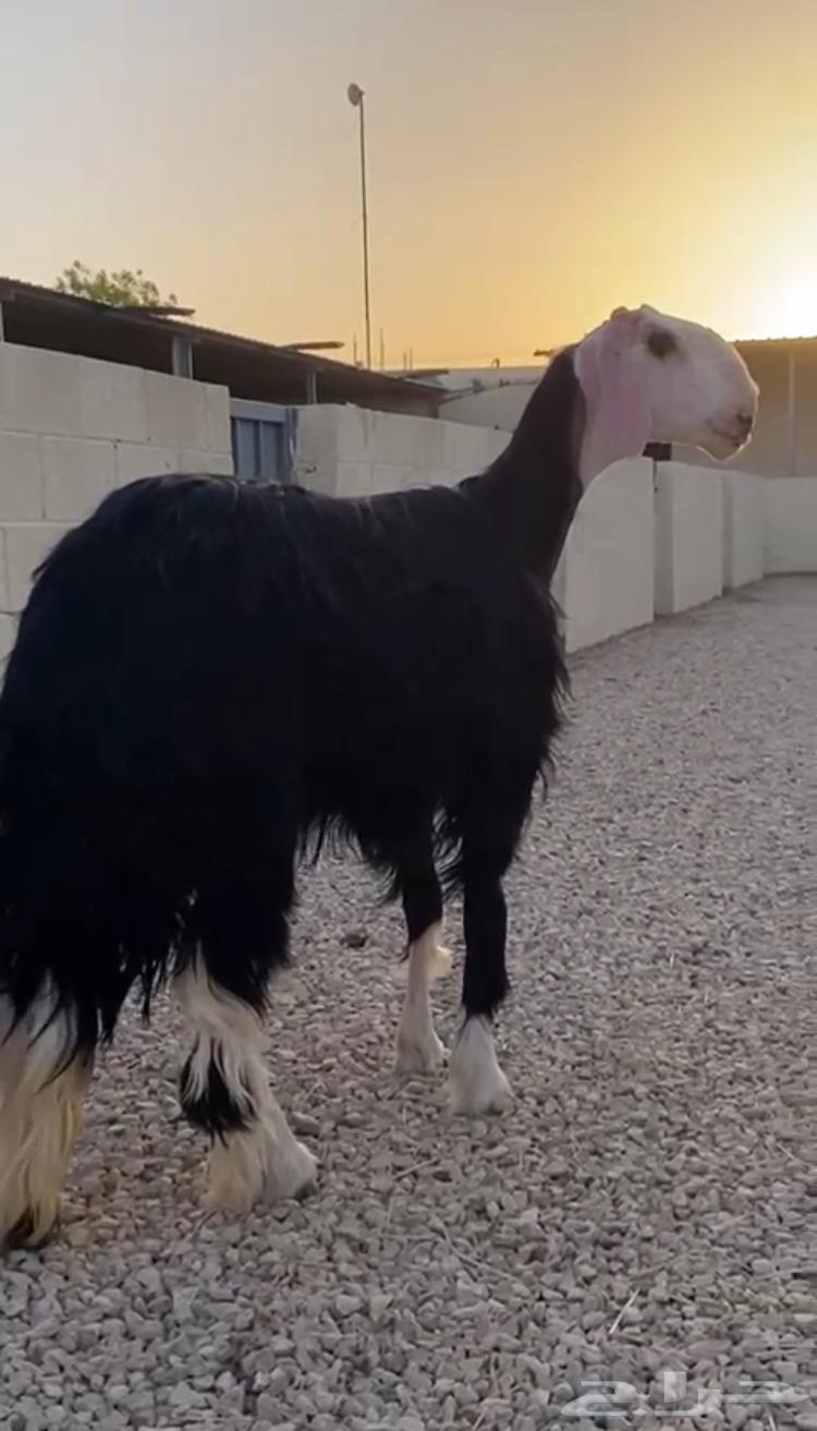 نجدية صنف السن جذعة للبيع64501451207170113