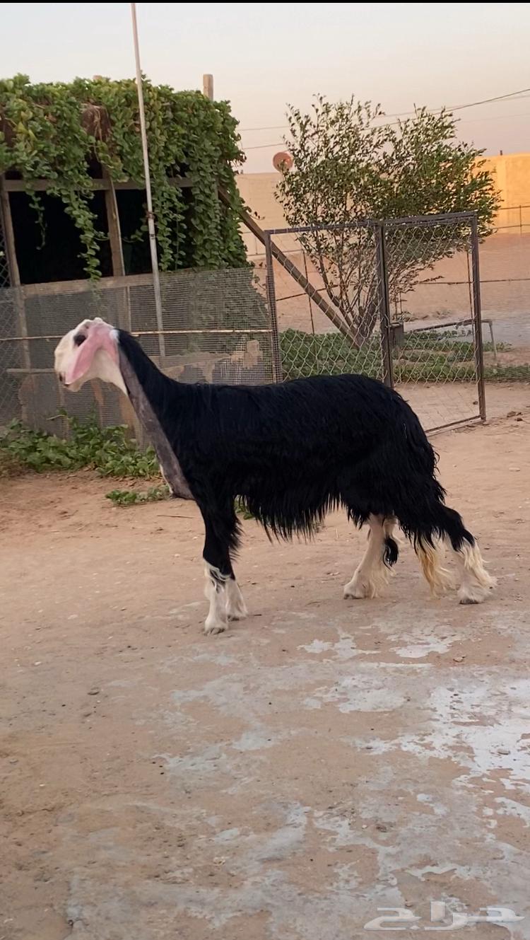 نجدية صنف السن جذعة للبيع64501451207170112