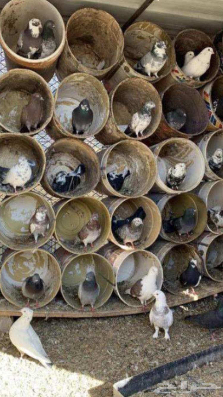 حمام بلدي للبيع64495789581570110