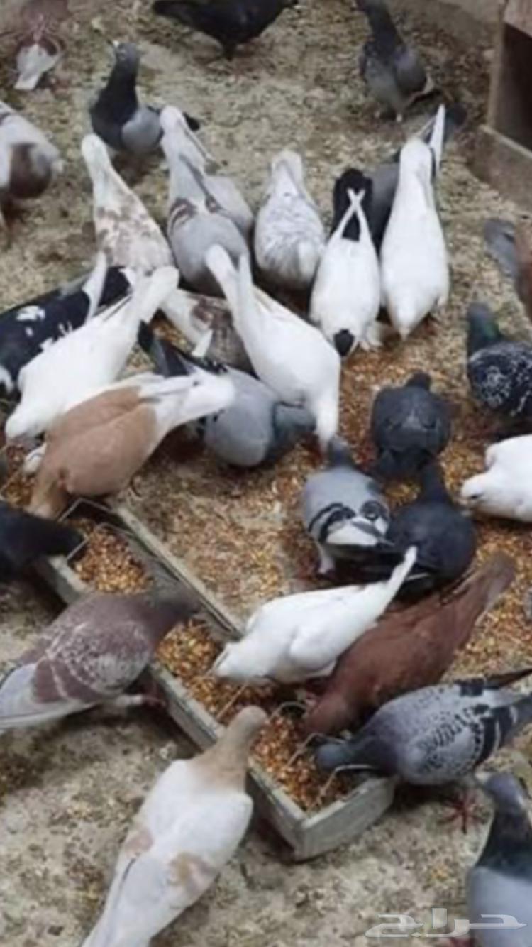 حمام بلدي للبيع64495789581570111