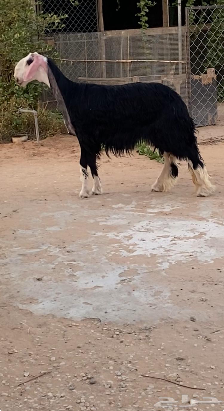 نجدية صنف السن جذعة للبيع64501451207170110