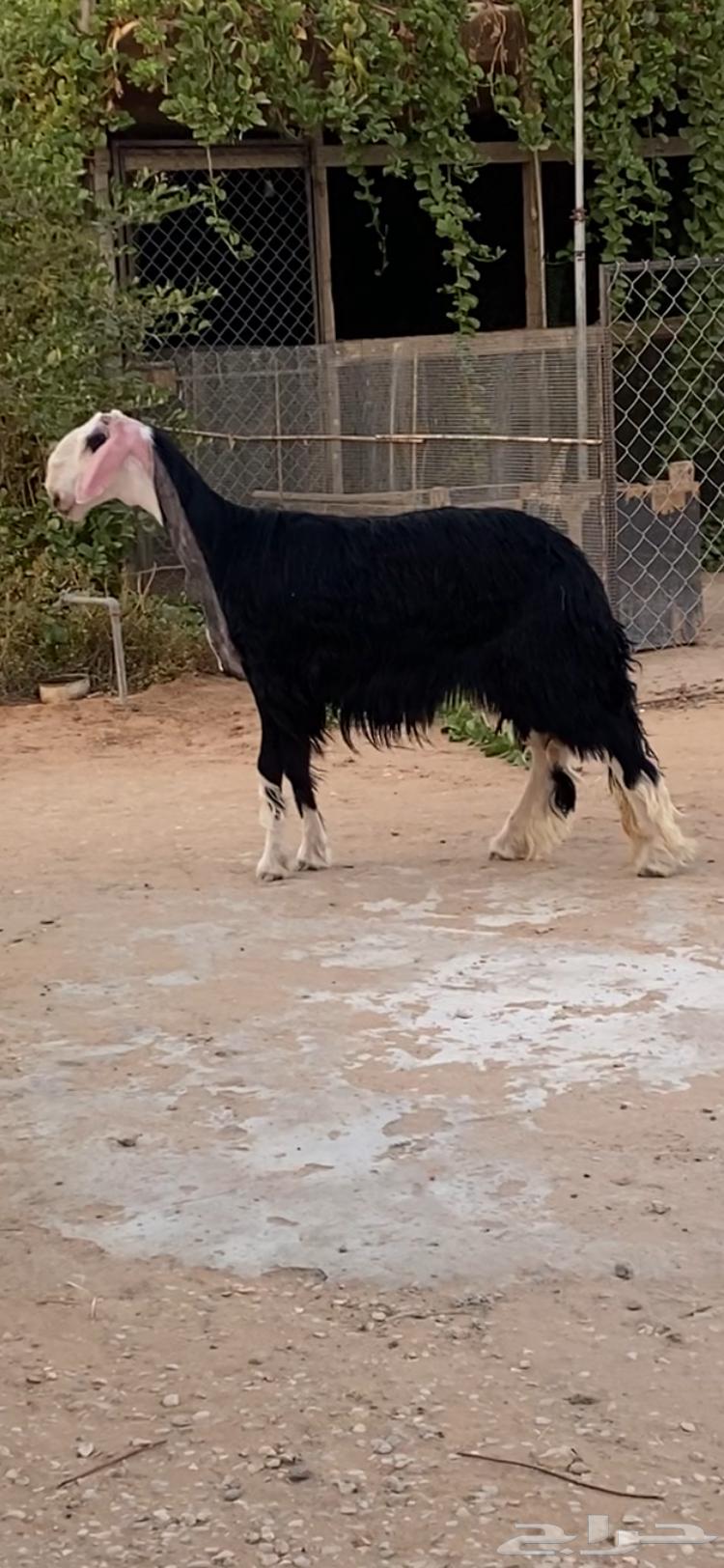 نجدية صنف السن جذعة للبيع64501451207170111