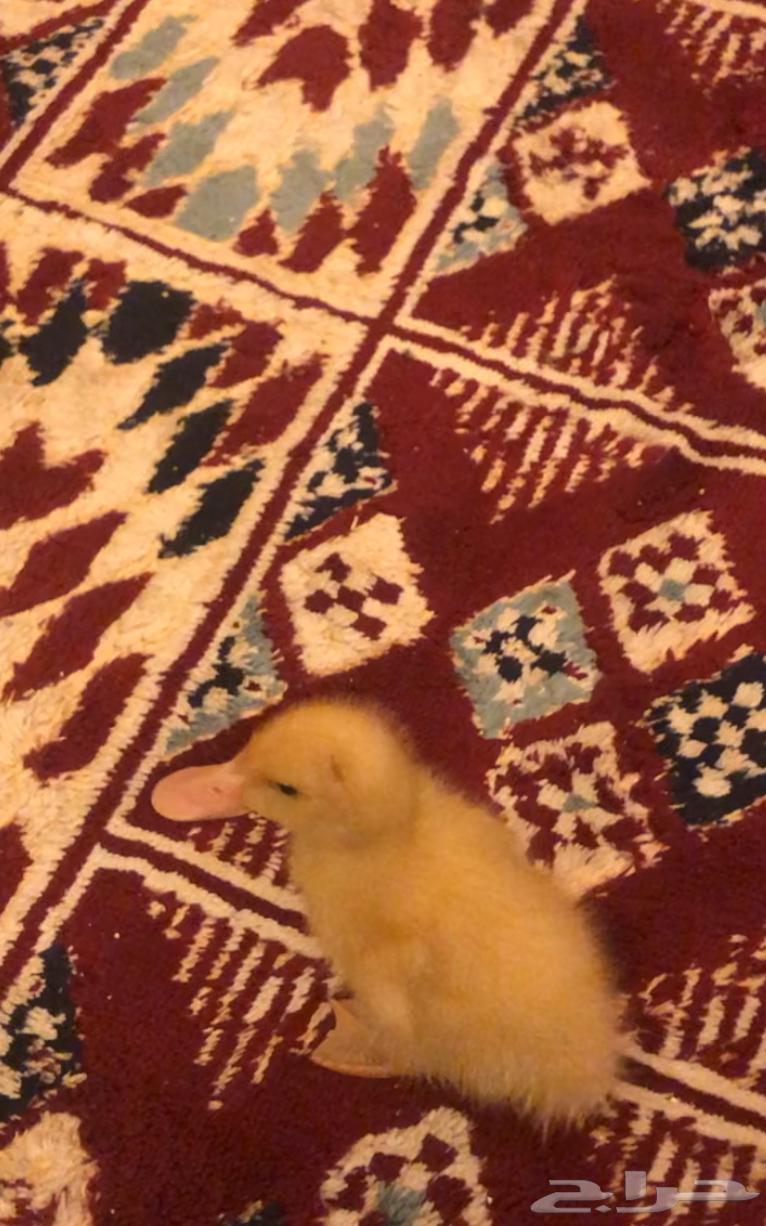 بط للبيع64501104748162113