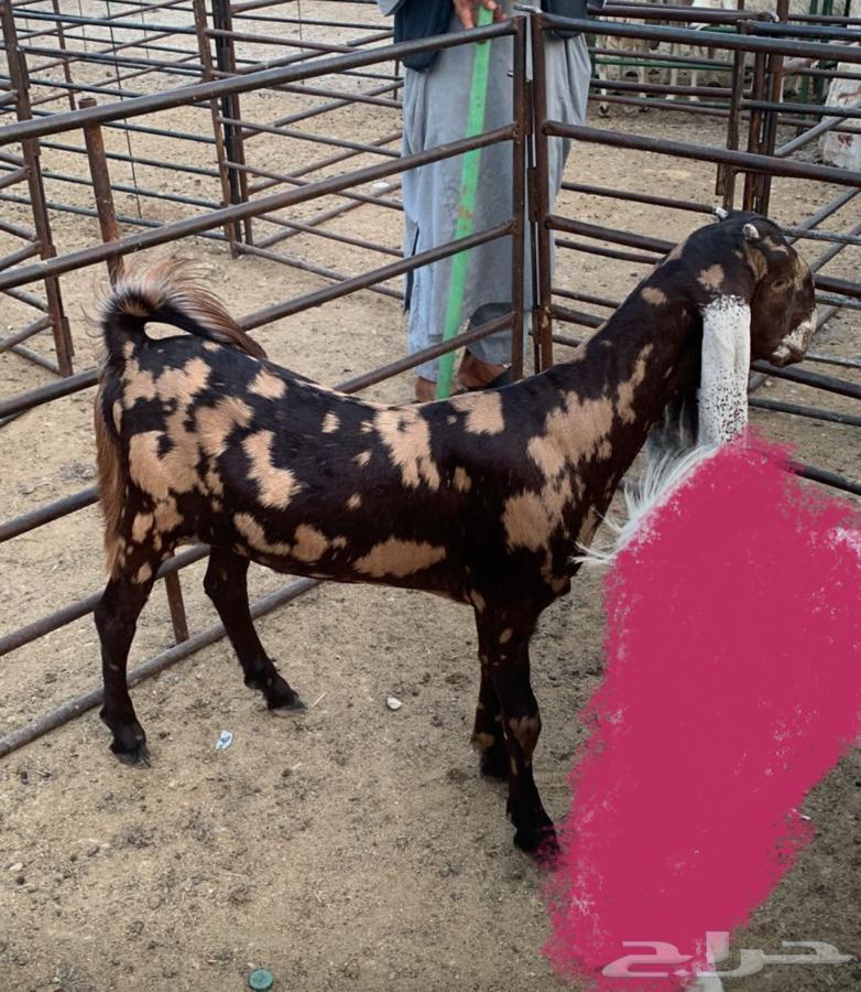 فحل مصري كاموري طيب ومنتج وحار بالقريع وجفره تم البيع64468357182465114