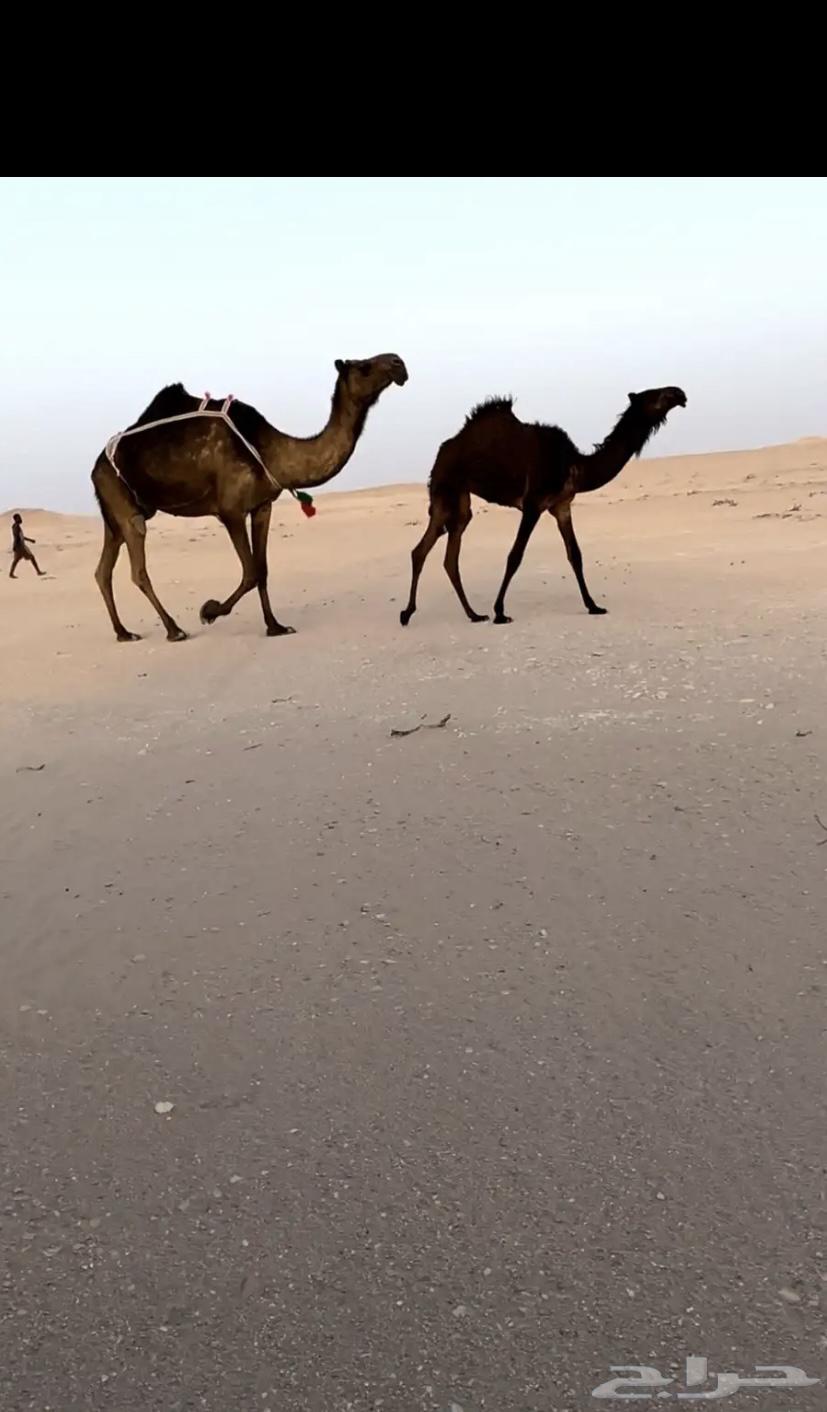 مفروده طيبه جداء ومهاء طيبه64497179358721110