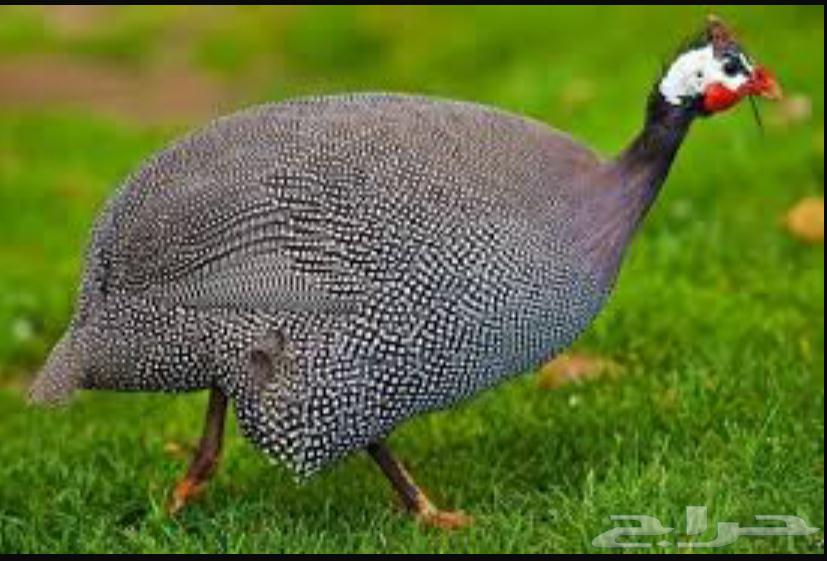 دجاج حبشي (حجل الوادي )64500769628161110