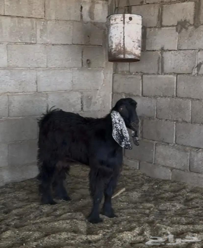 للبيع تبوس وجفار طيبات فل لحم وشحم64500895651587112