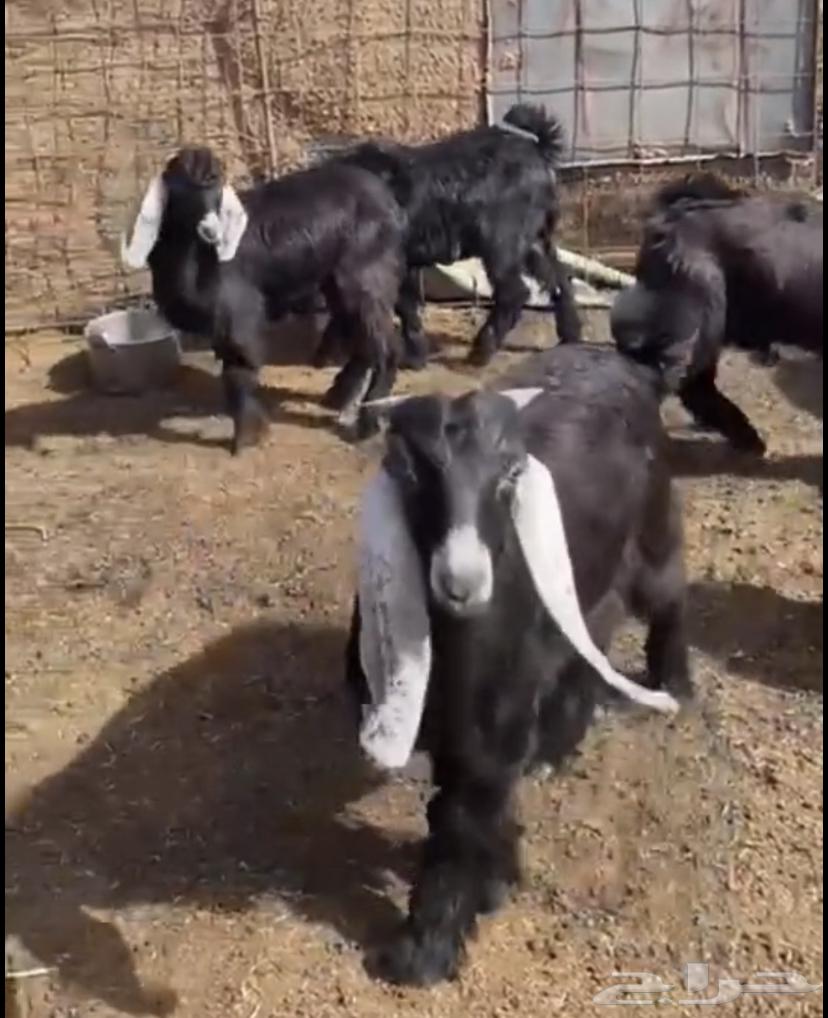 للبيع تبوس وجفار طيبات فل لحم وشحم64500895651587111