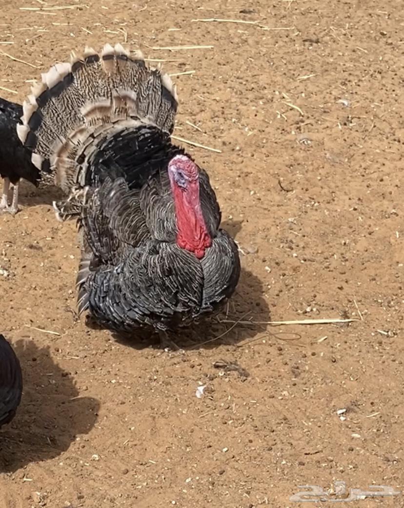 Turkeys available for slaughter64496502373635112