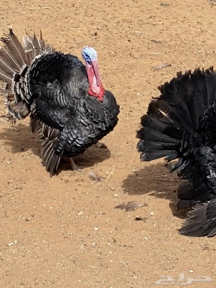 Turkeys available for slaughter64496502373635111