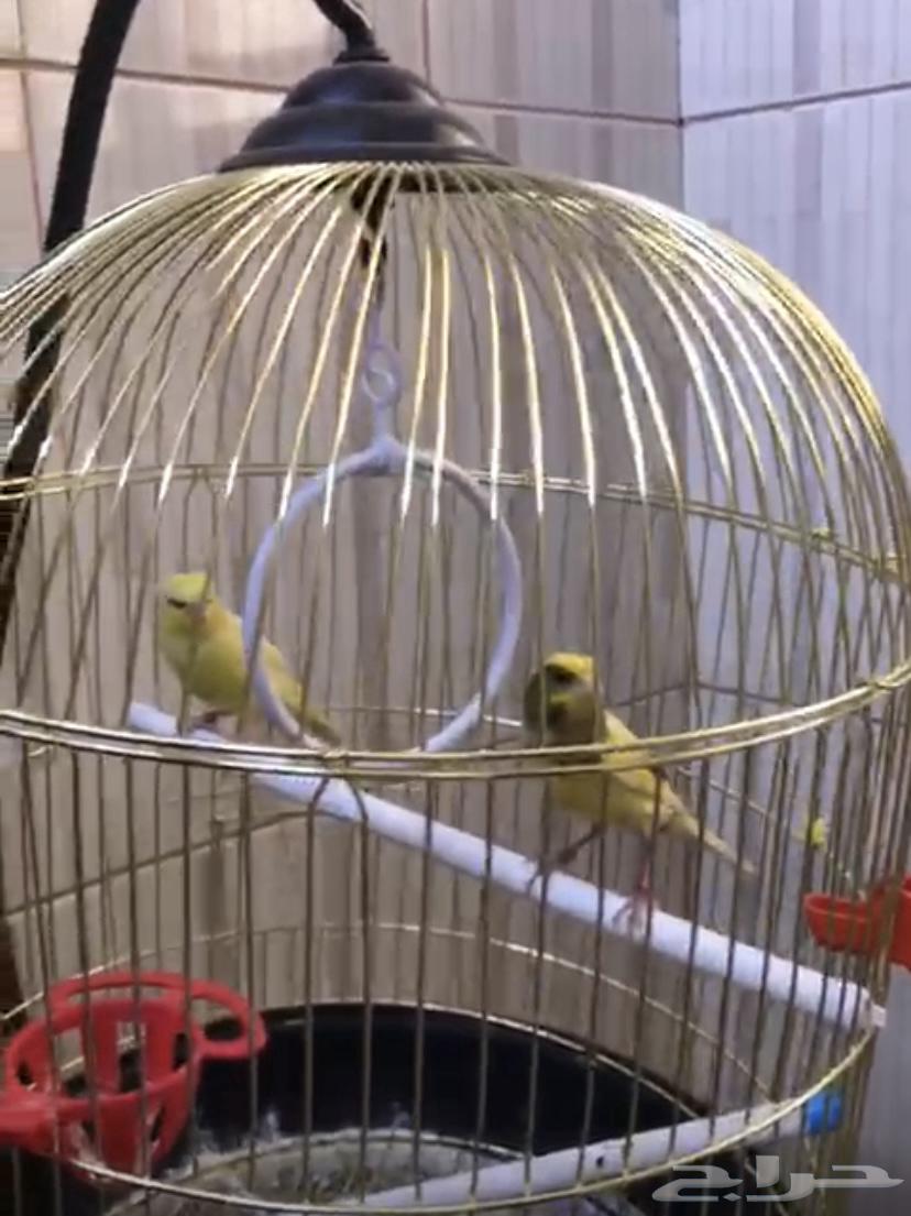كناري لللبيع64497800131715111
