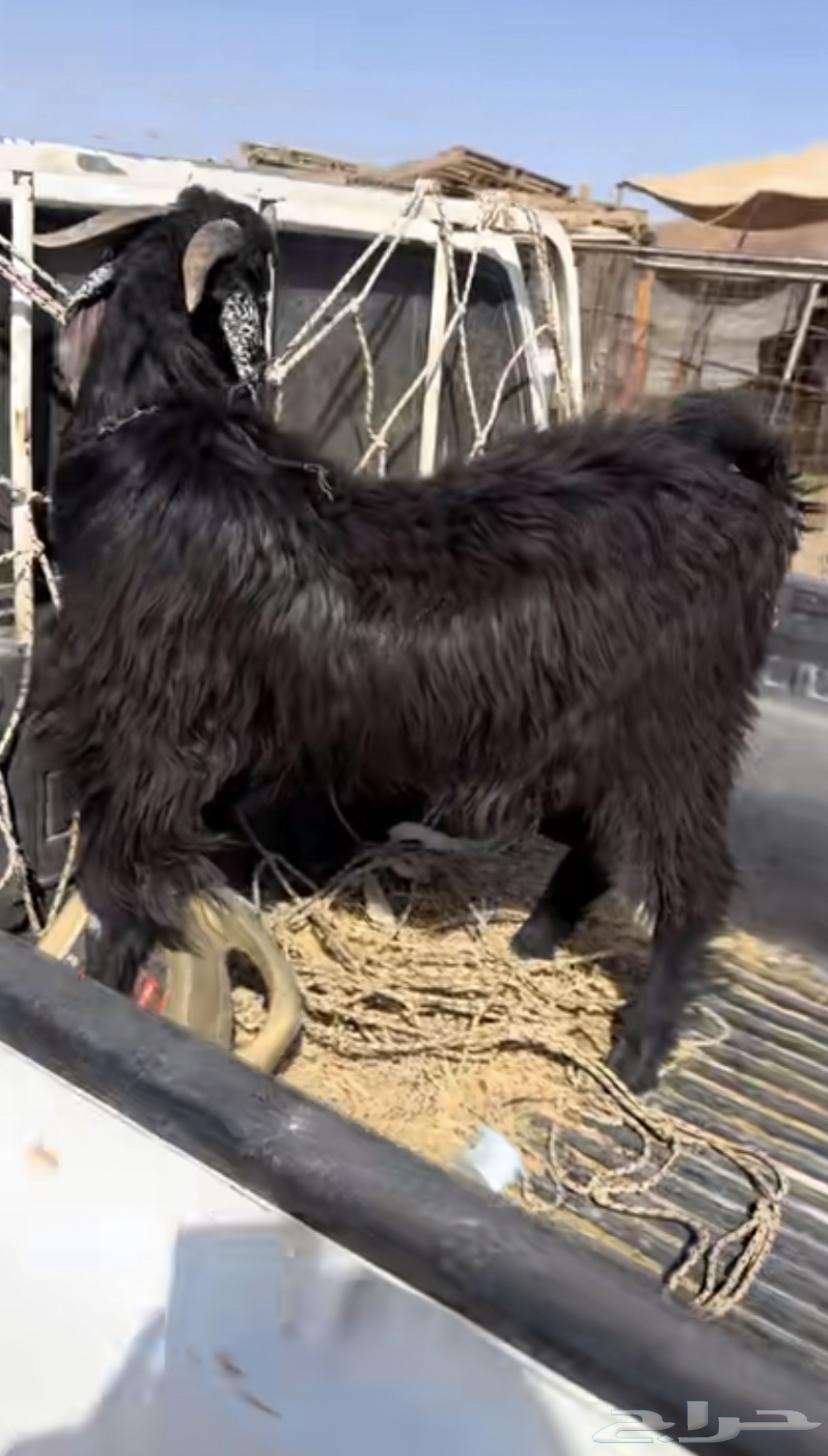 للبيع تبوس وجفار طيبات فل لحم وشحم64500895651587110