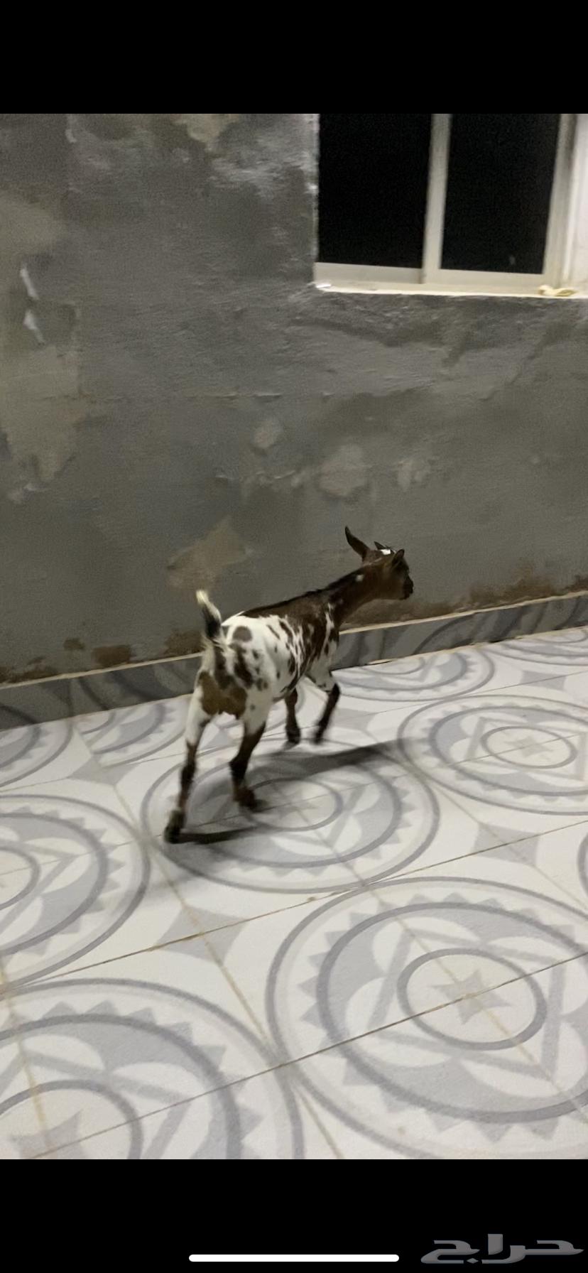 Czech Dwarf Goat (Sold)64502364134529114