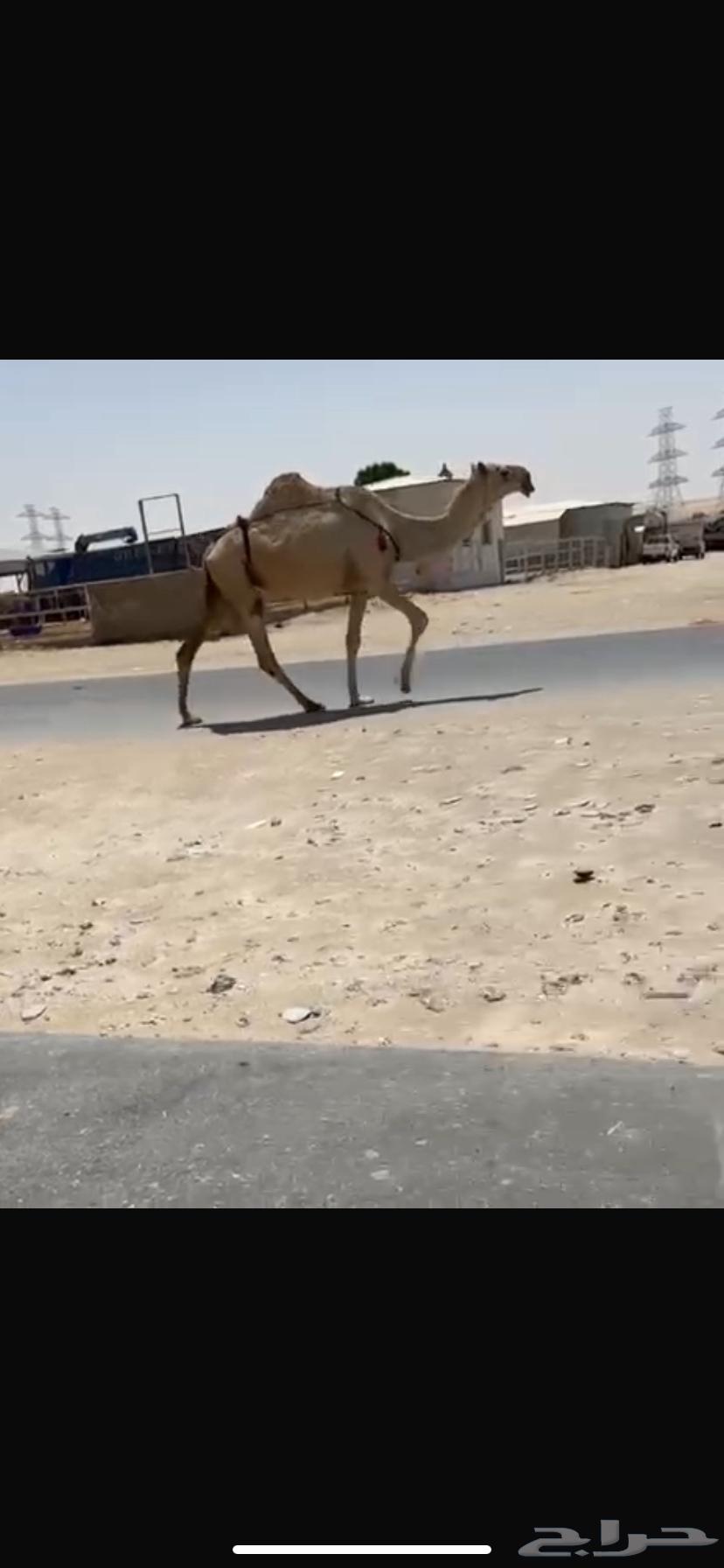 نياق طيبه64500201502978112