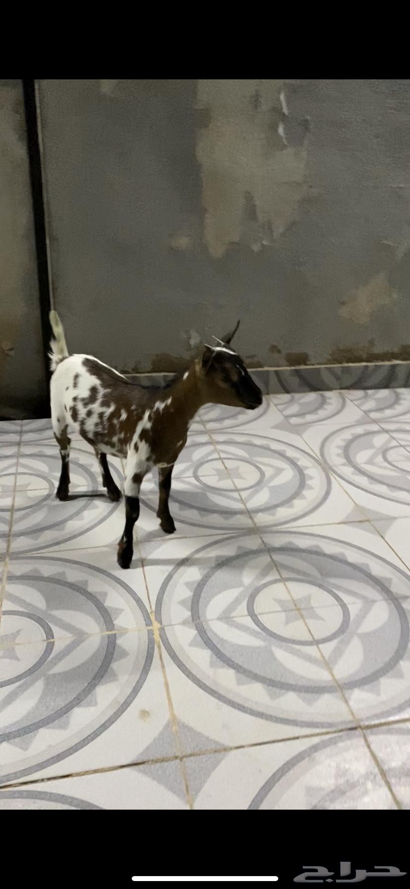 Czech Dwarf Goat (Sold)64502364134529112