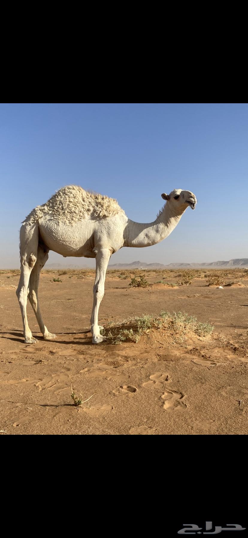 قعود للبيع64496296307073110