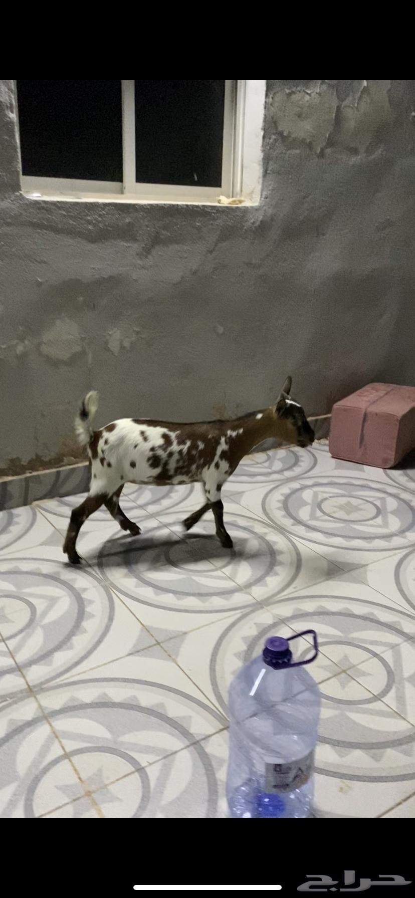 Czech Dwarf Goat (Sold)64502364134529113