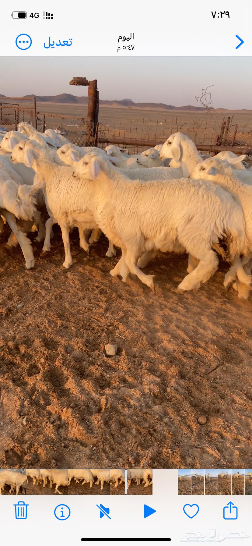 رخال صنف مقاني طيبه مراح واحد64500769619714110