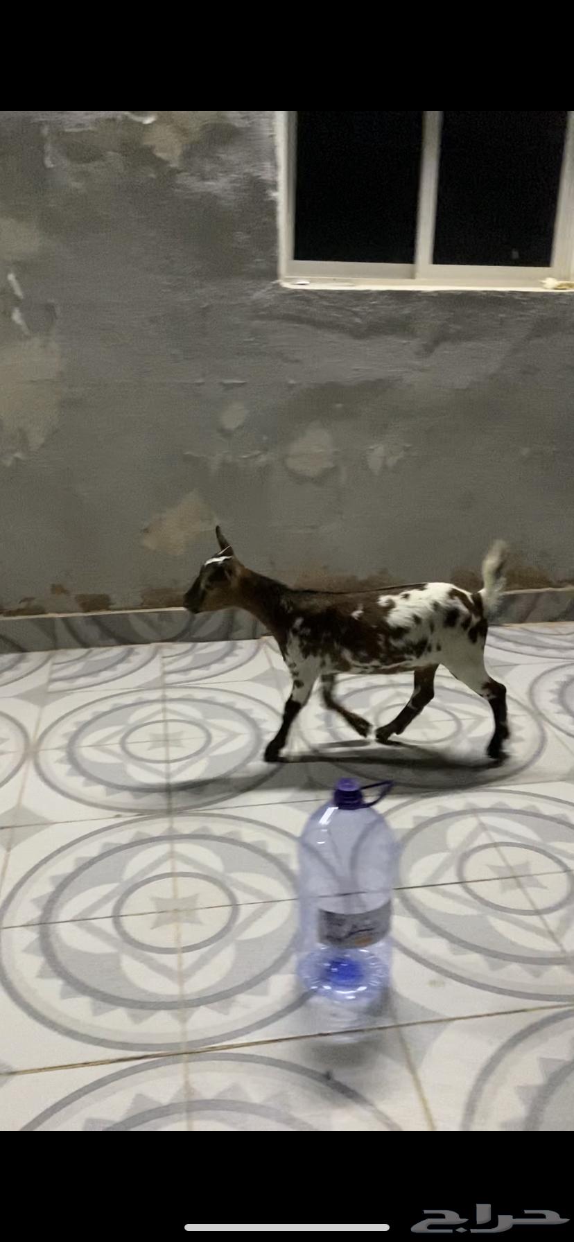 Czech Dwarf Goat (Sold)64502364134529111