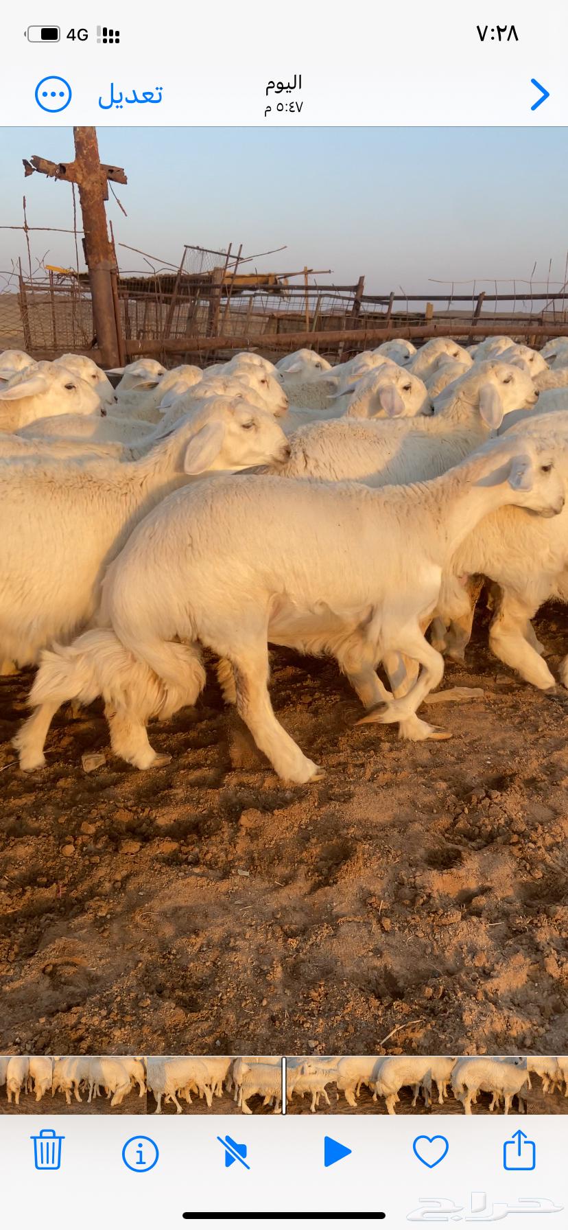 رخال صنف مقاني طيبه مراح واحد64500769619714113