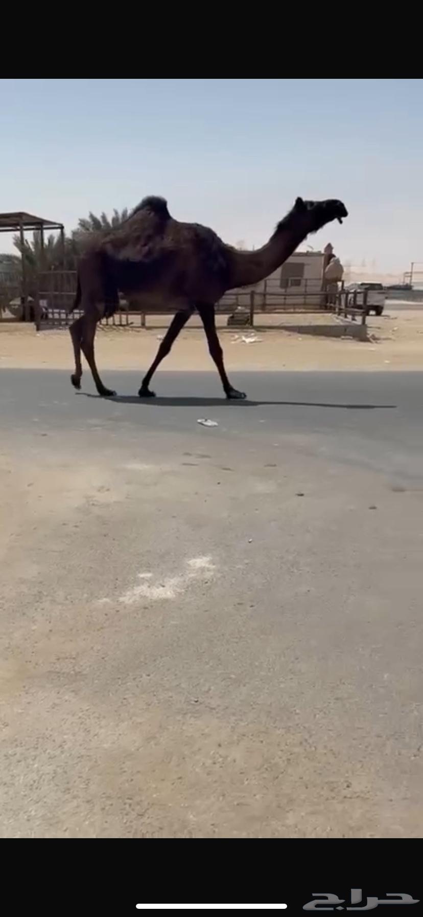 نياق طيبه64500201502978113