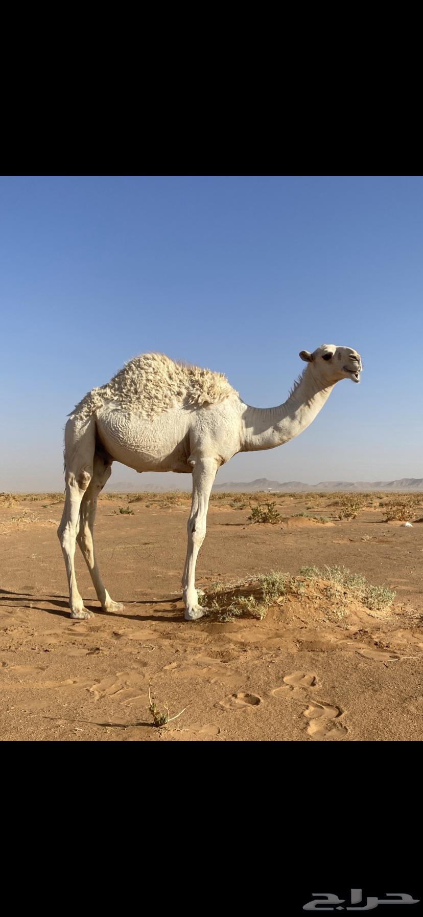 قعود للبيع64496296307073111