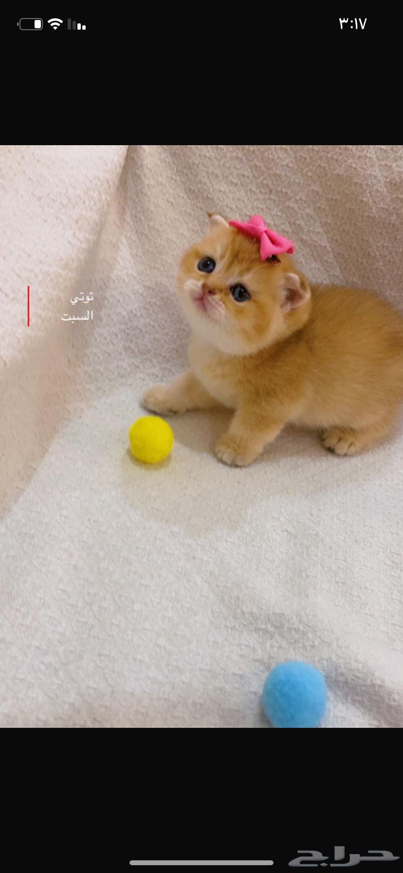 Scotch Gold Fold64495638265730111