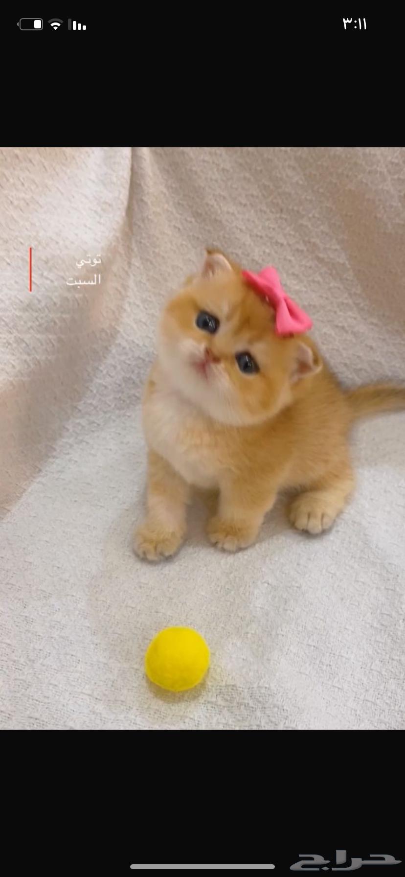 Scotch Gold Fold64495638265730110