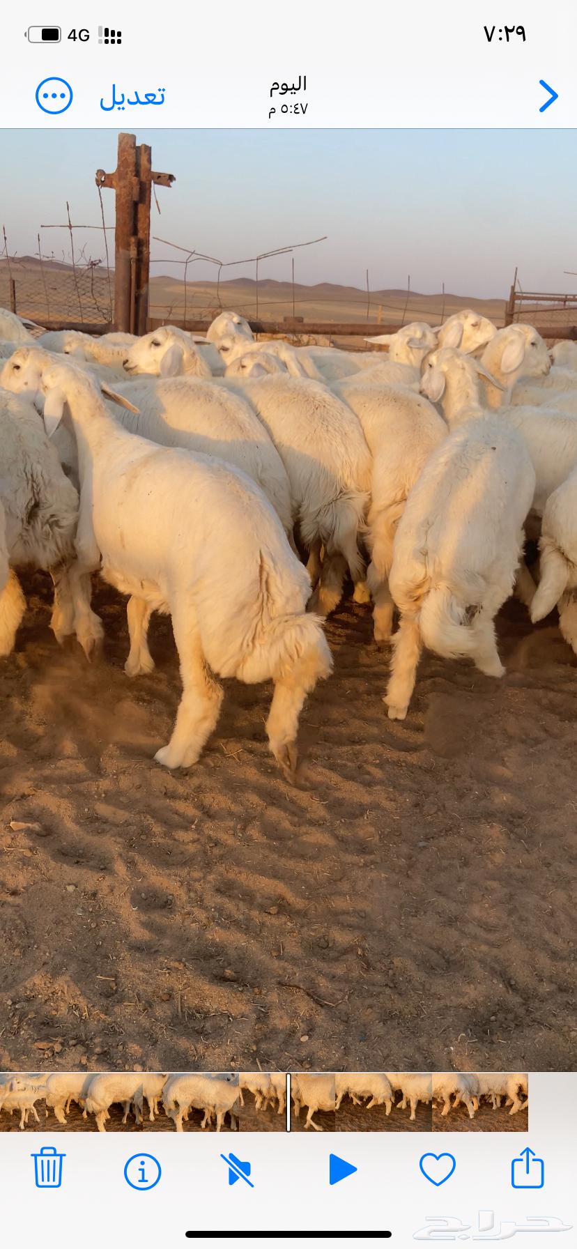 رخال صنف مقاني طيبه مراح واحد64500769619714111