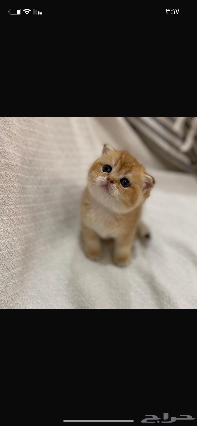 Scotch Gold Fold64495638265730112