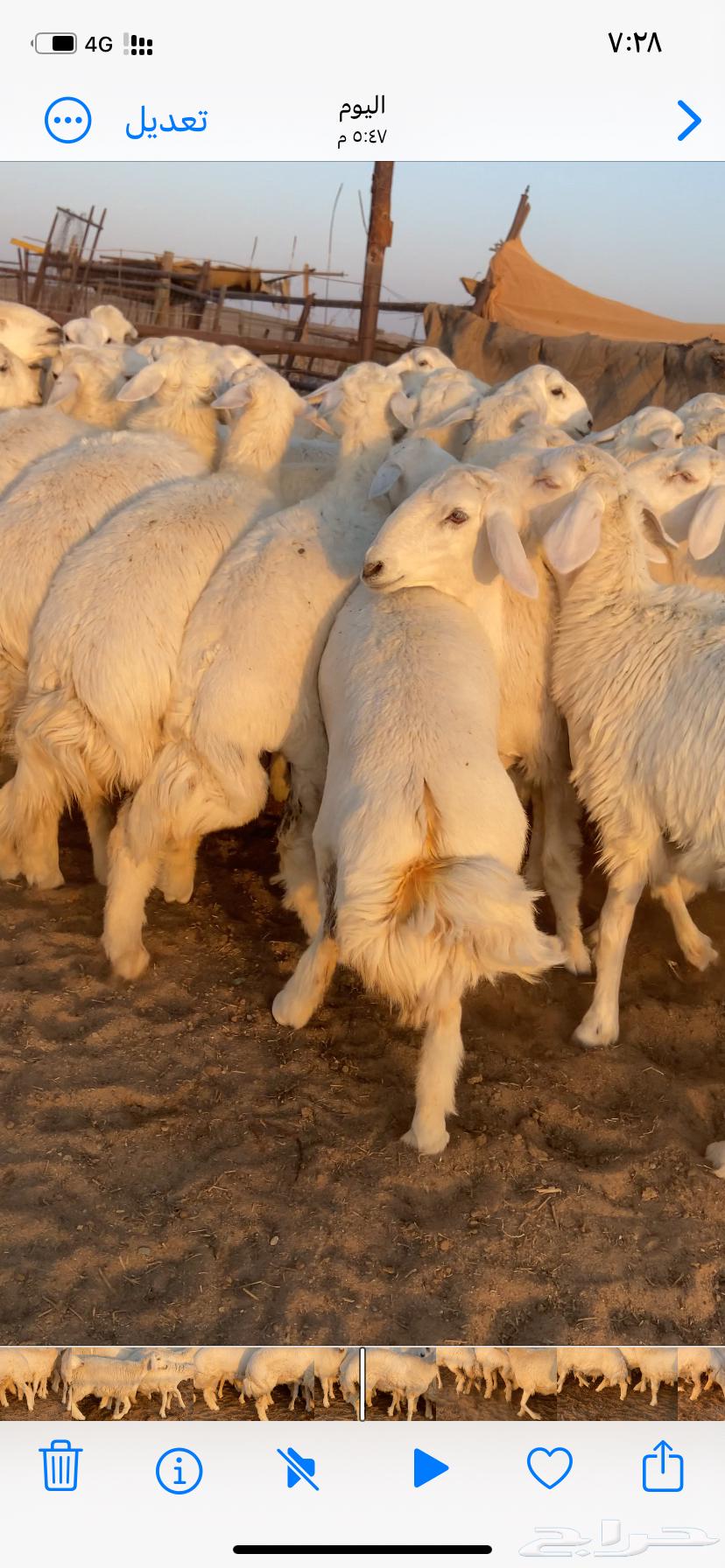 رخال صنف مقاني طيبه مراح واحد64500769619714112