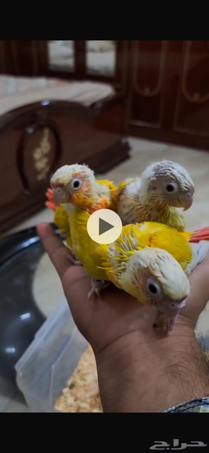 A pair of Sun Cheek products64436159453315114