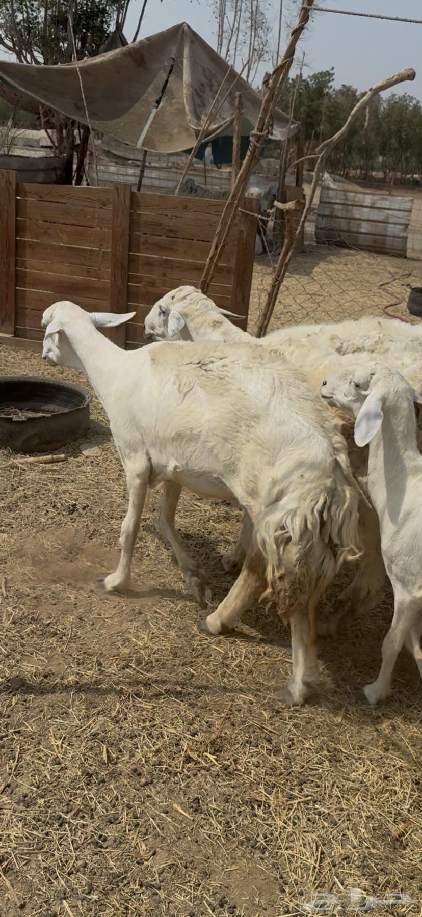 15 ضان حريات مراح واحد فواخر دفع شرط ع 870 (( تم البيع ))64498229342722111