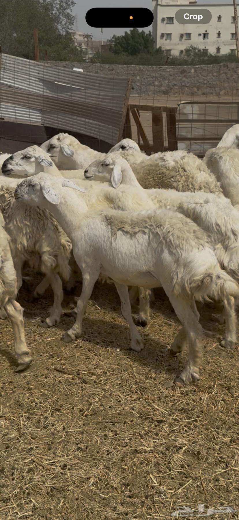 15 ضان حريات مراح واحد فواخر دفع شرط ع 870 (( تم البيع ))64498229342722110