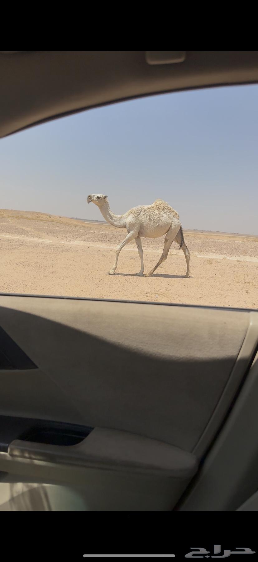 Tamimi Ashqah Stallion for Sale64497137725697113