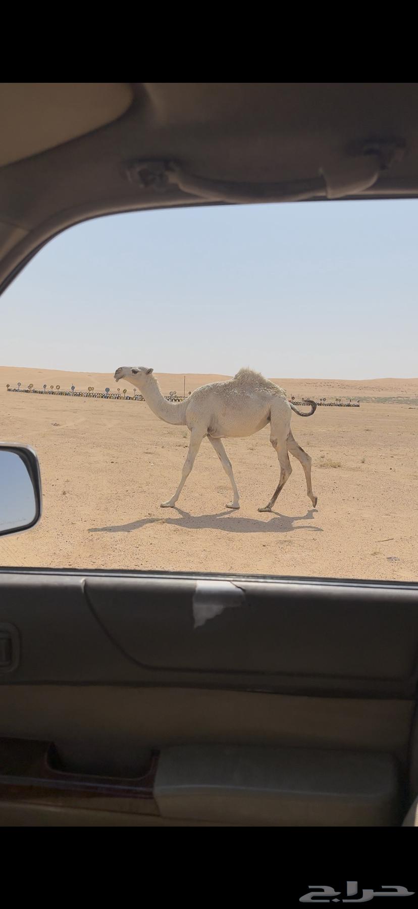 Tamimi Ashqah Stallion for Sale64497137725697114