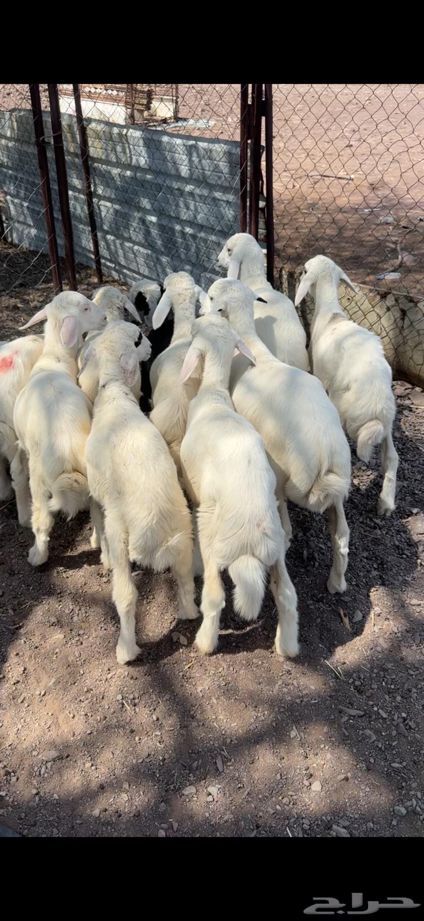 طليان حريه فاخره64497041088769110