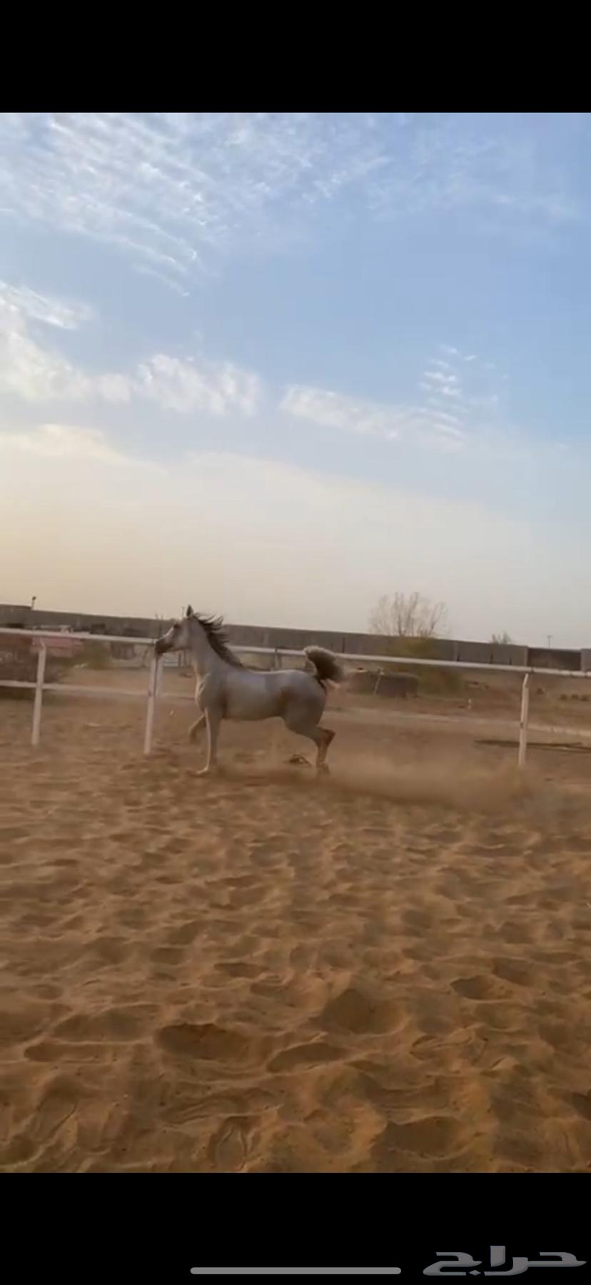 فرس شعبيه للبيع64502446342913112