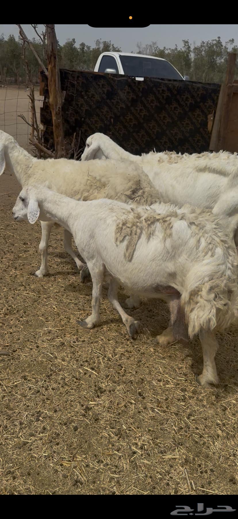 15 ضان حريات مراح واحد فواخر دفع شرط ع 870 (( تم البيع ))64498229342722112