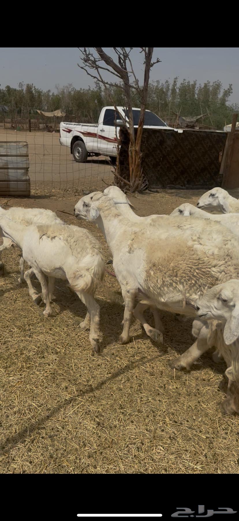 15 ضان حريات مراح واحد فواخر دفع شرط ع 870 (( تم البيع ))64498229342722114