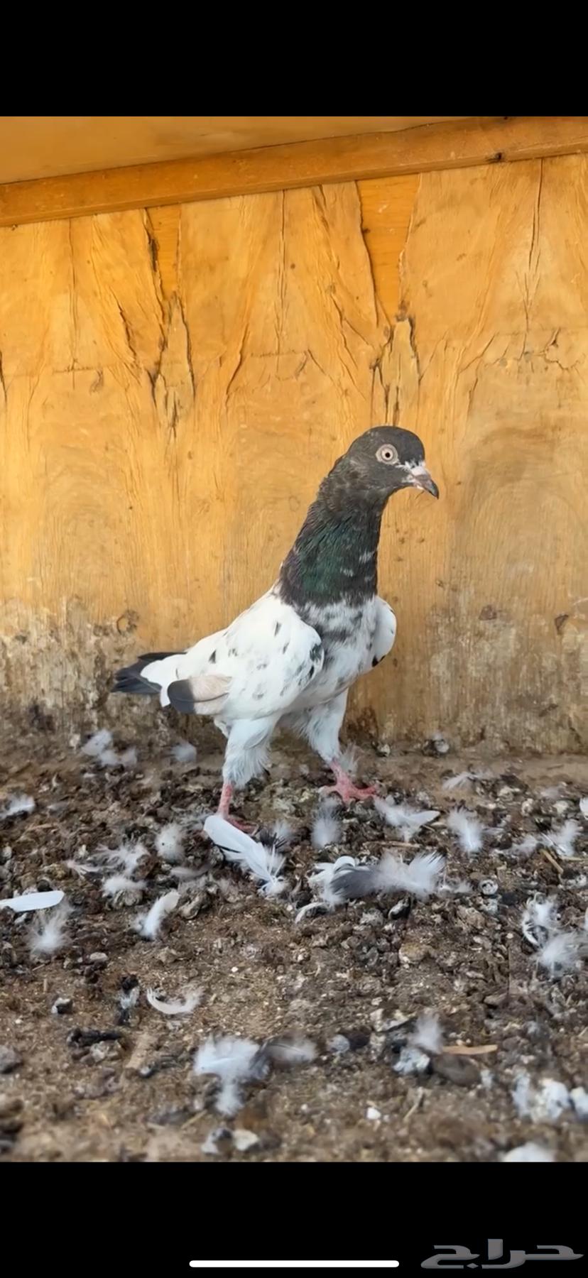 Zakir Ram64501007514243110