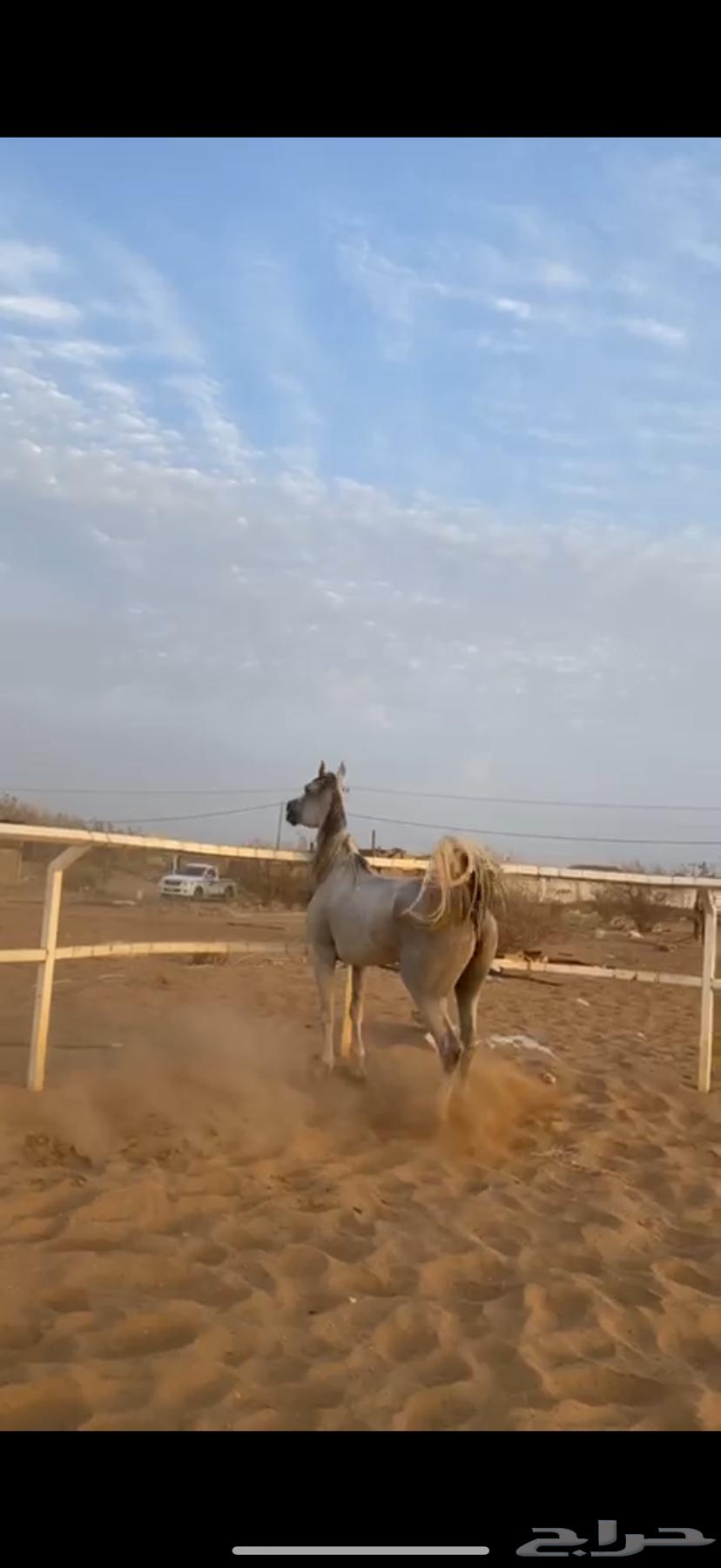 فرس شعبيه للبيع64502446342913111