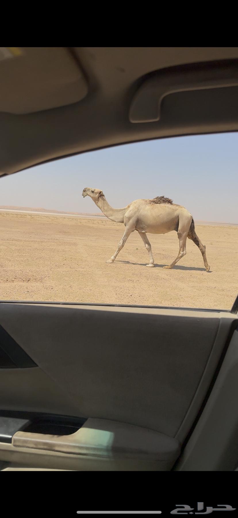 Tamimi Ashqah Stallion for Sale64497137725697112