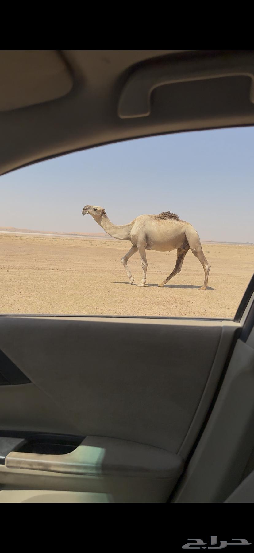 Tamimi Ashqah Stallion for Sale64497137725697111