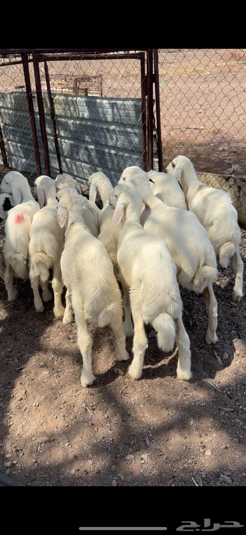 طليان حريه فاخره64497041088769113