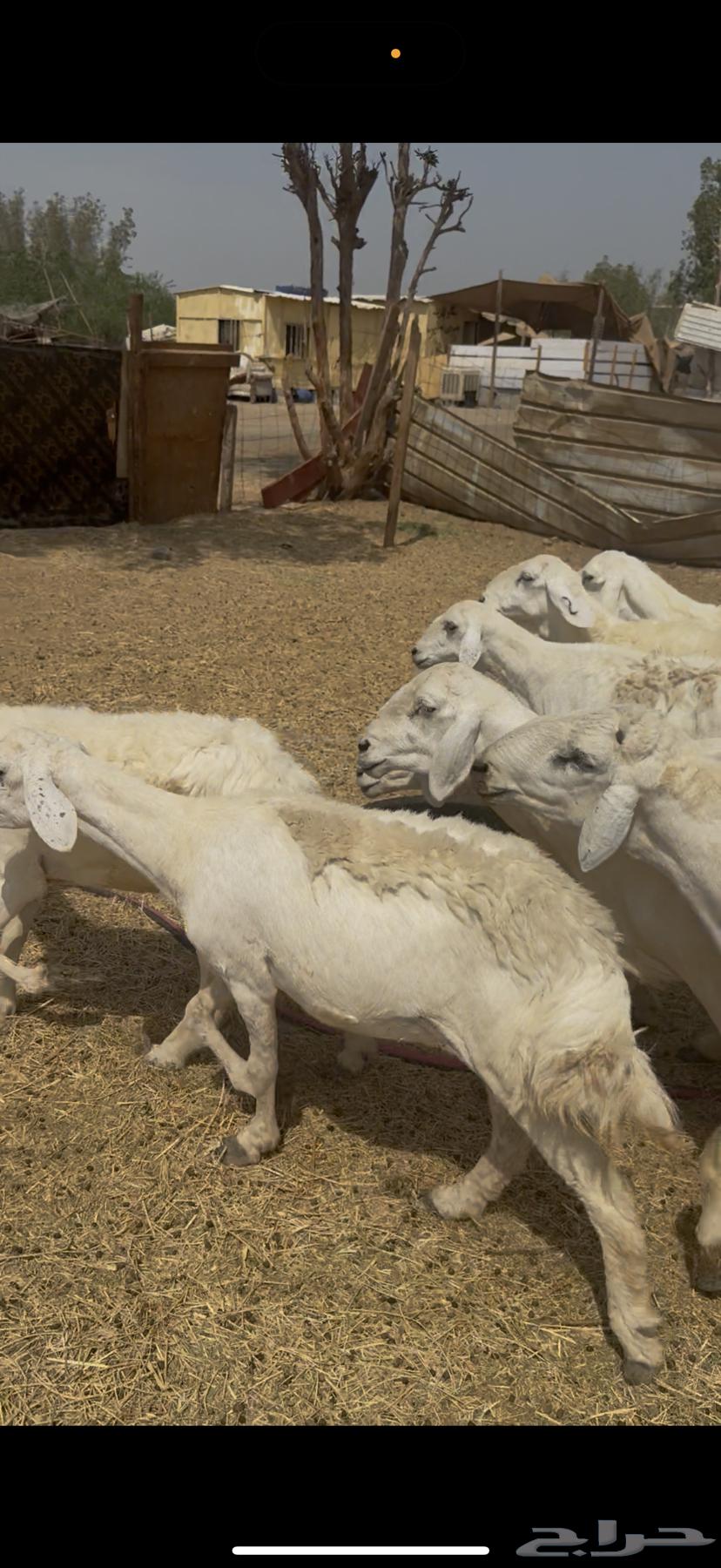 15 ضان حريات مراح واحد فواخر دفع شرط ع 870 (( تم البيع ))64498229342722113